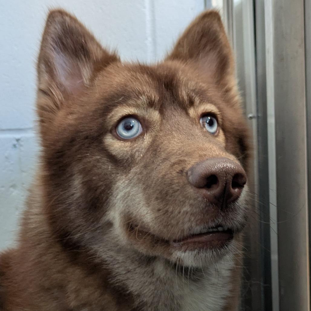 Enlarge Myra, a Adoptable Mixed Breed in Kennebunk, ME image 4/6