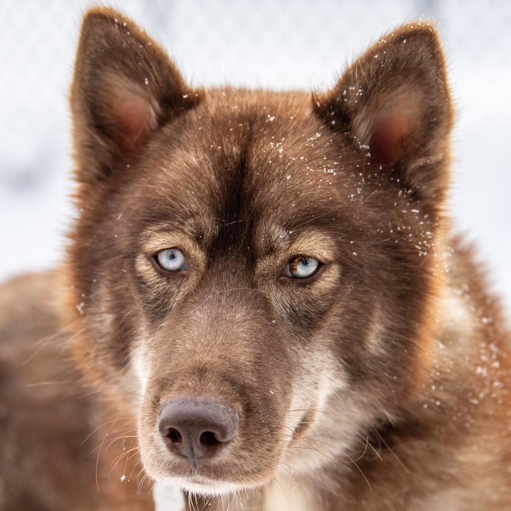 Enlarge Myra, a Adoptable Mixed Breed in Kennebunk, ME image 5/6