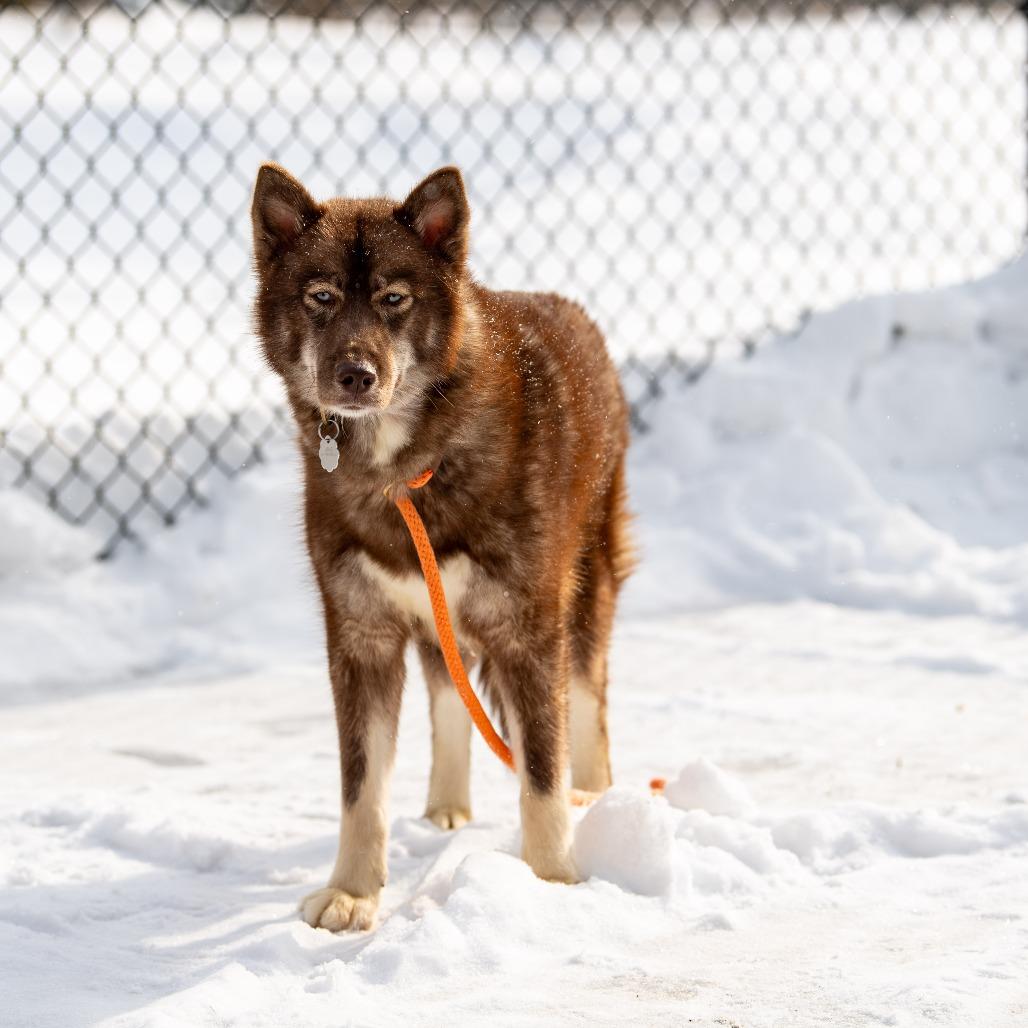 Enlarge Myra, a Adoptable Mixed Breed in Kennebunk, ME image 6/6