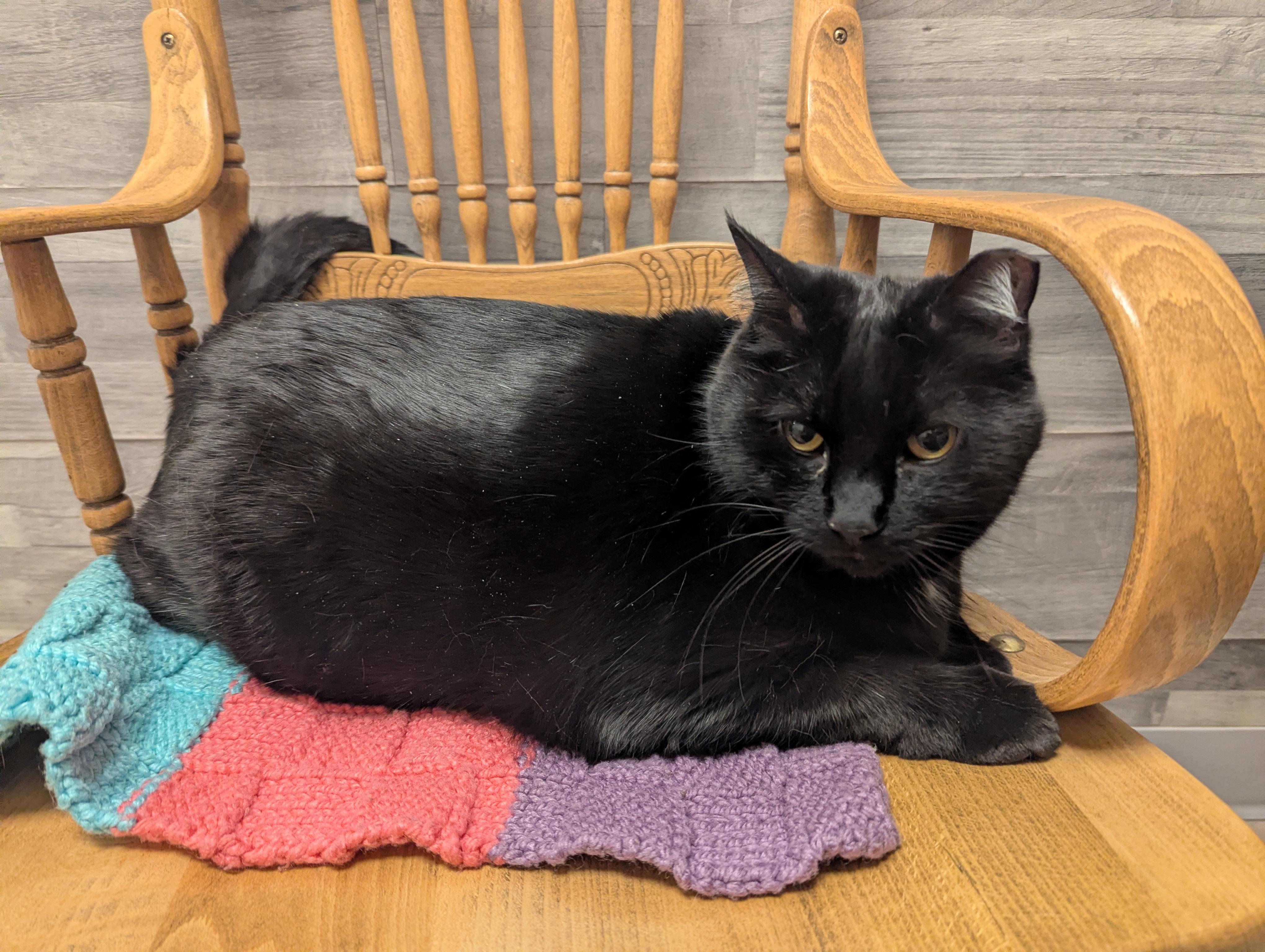 Rozi, ADOPTABLE, Adult Female Domestic Short Hair.