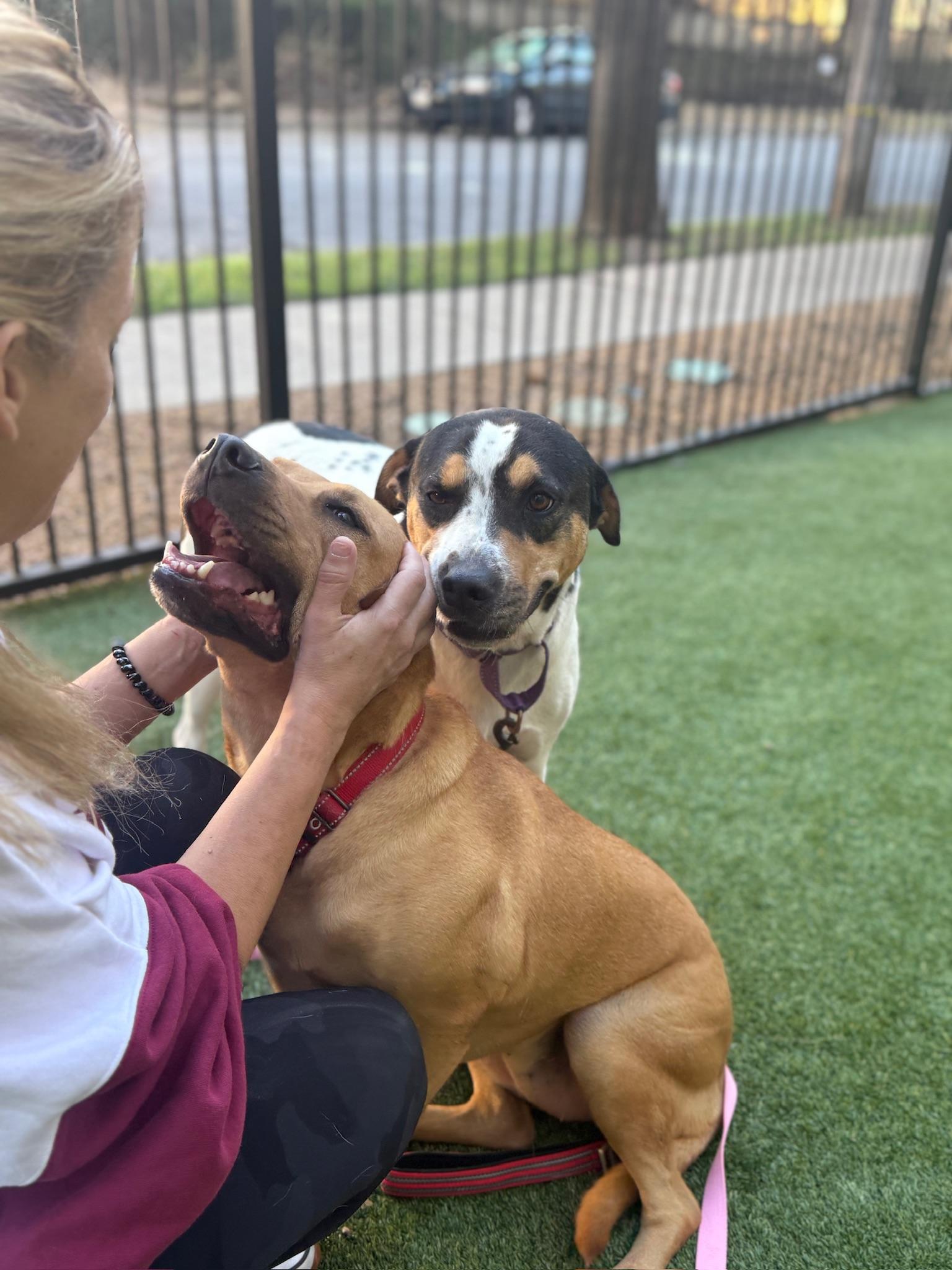 Enlarge Peaches & Apple, a ADOPTABLE mixed breed in Dallas, TX image 1/4