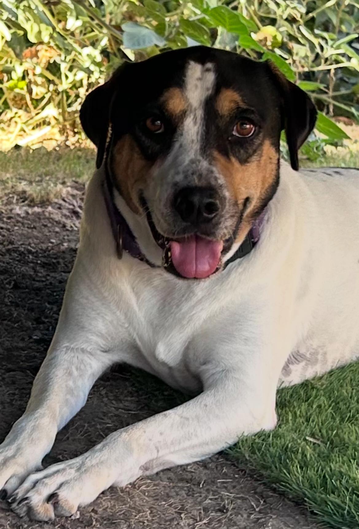 Enlarge Peaches & Apple, a ADOPTABLE mixed breed in Dallas, TX image 2/4