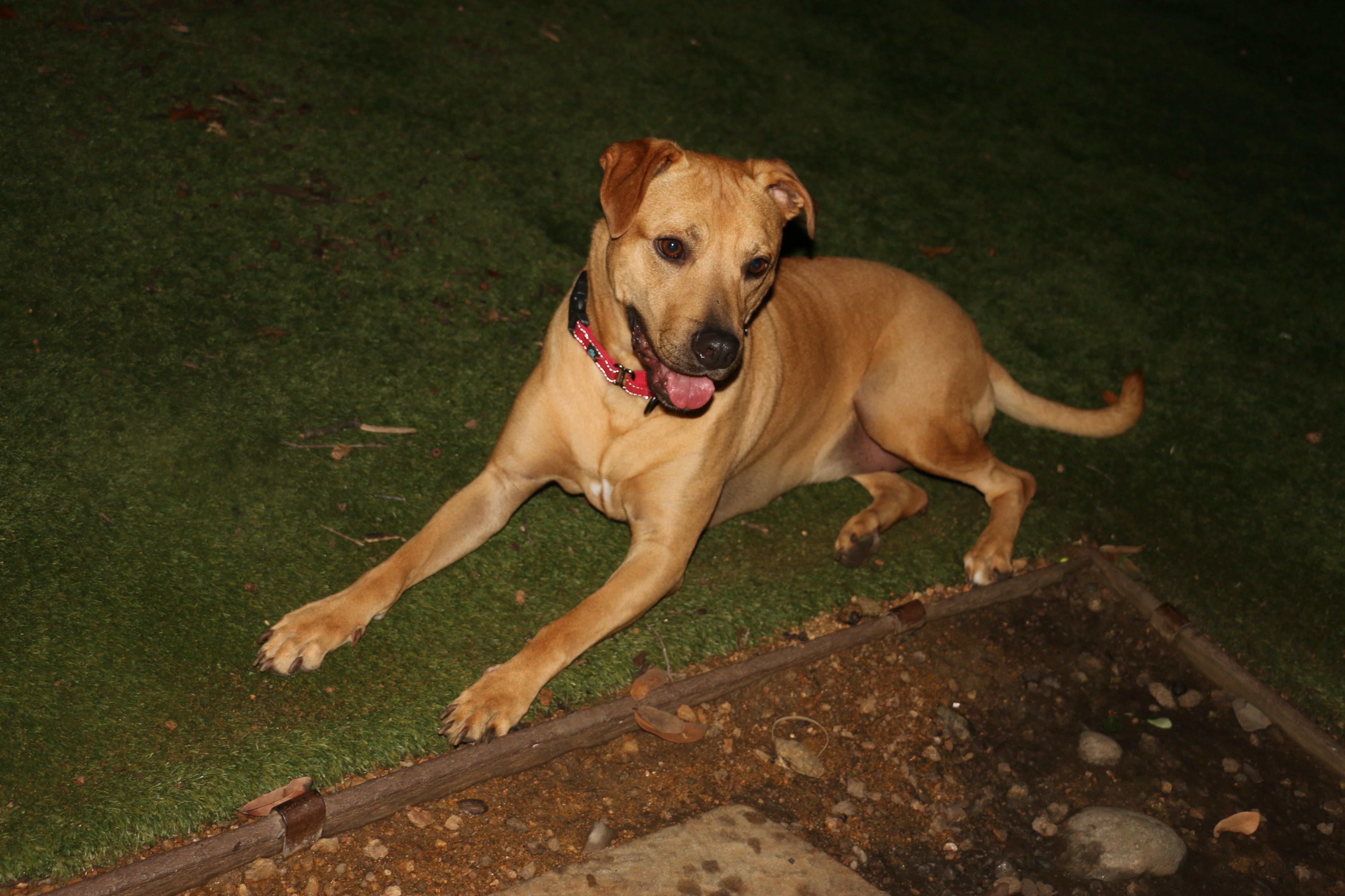 Enlarge Peaches & Apple, a ADOPTABLE mixed breed in Dallas, TX image 3/4