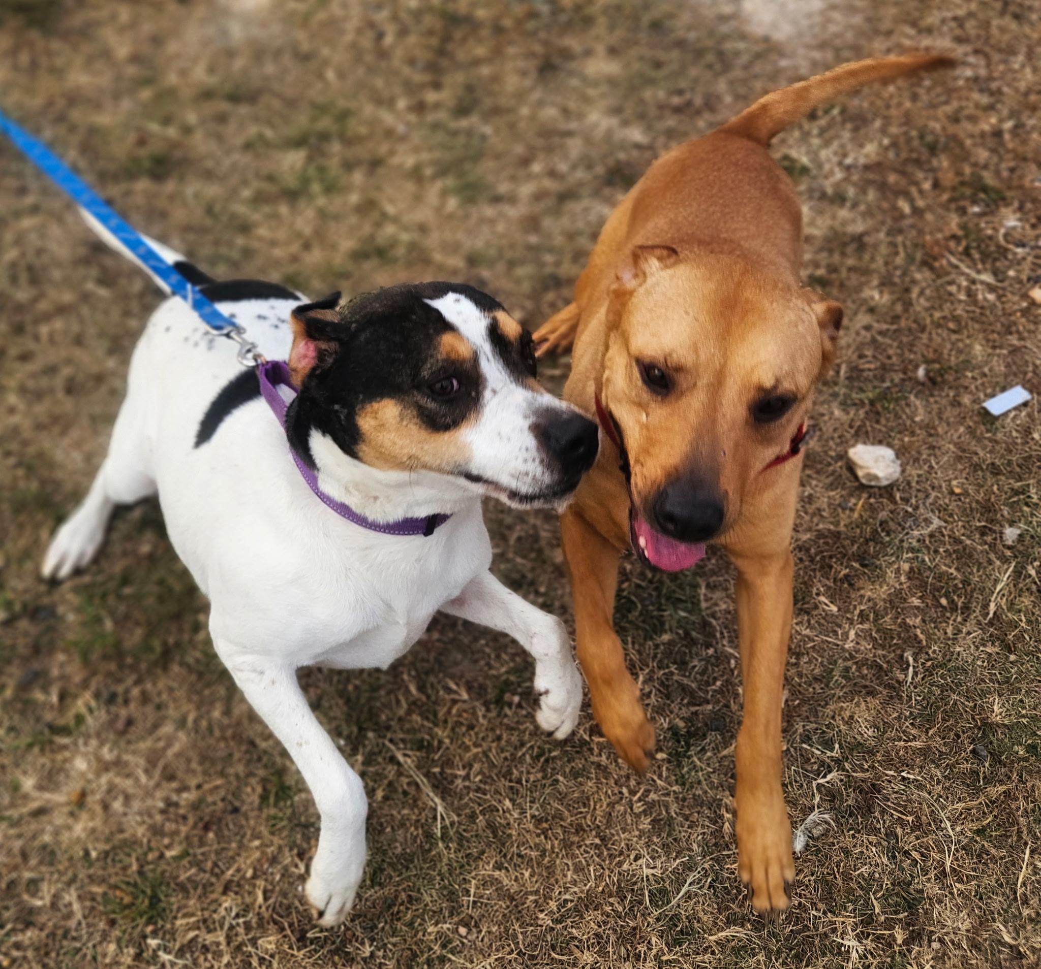 Enlarge Peaches , a ADOPTABLE mixed breed in Dallas, TX image 5/6