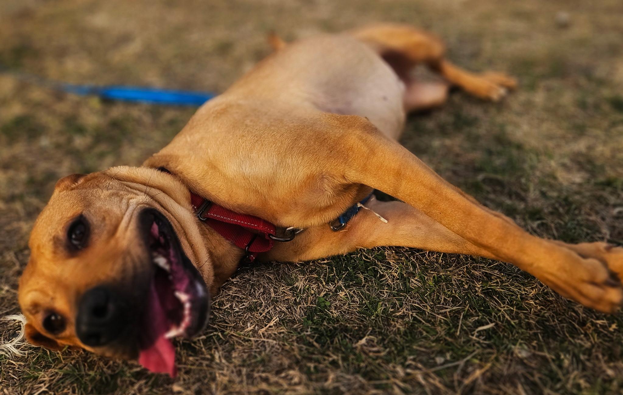 Enlarge Peaches , a ADOPTABLE mixed breed in Dallas, TX image 6/6