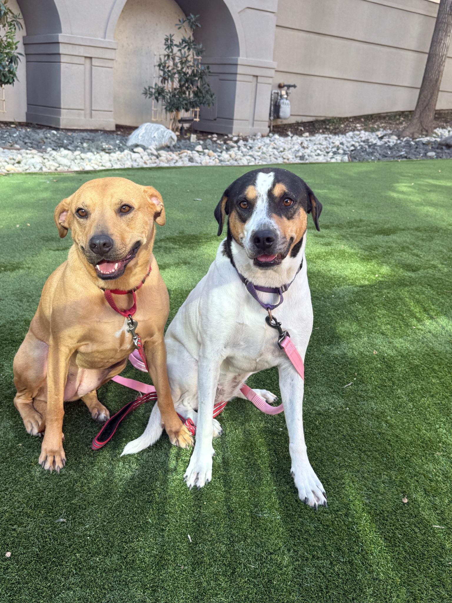 Enlarge Peaches & Apple, a ADOPTABLE mixed breed in Dallas, TX image 4/4