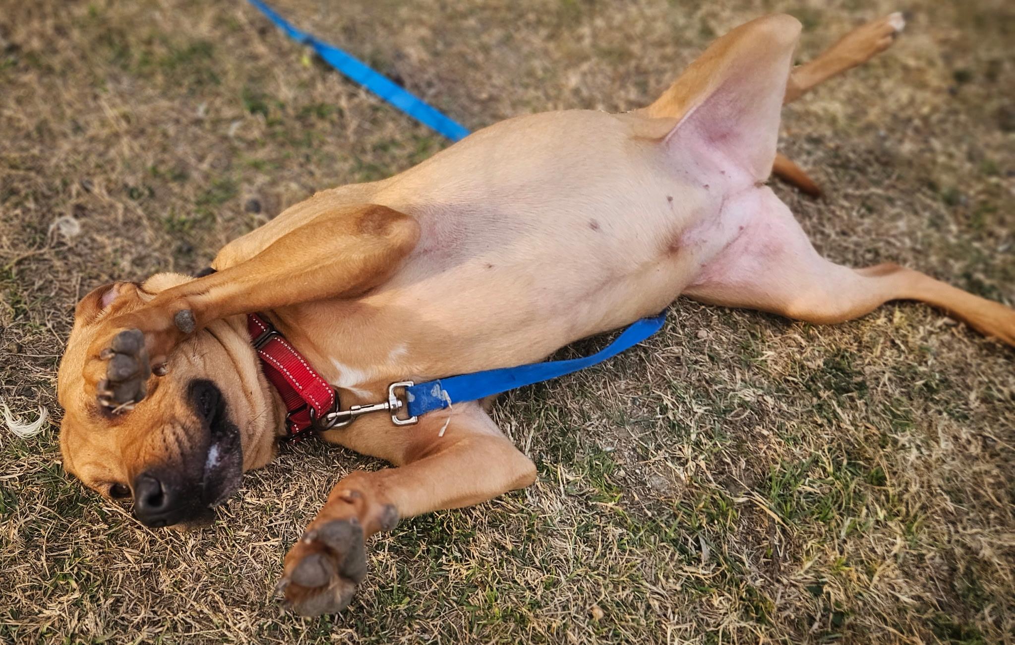 Enlarge Peaches , a ADOPTABLE mixed breed in Dallas, TX image 4/6