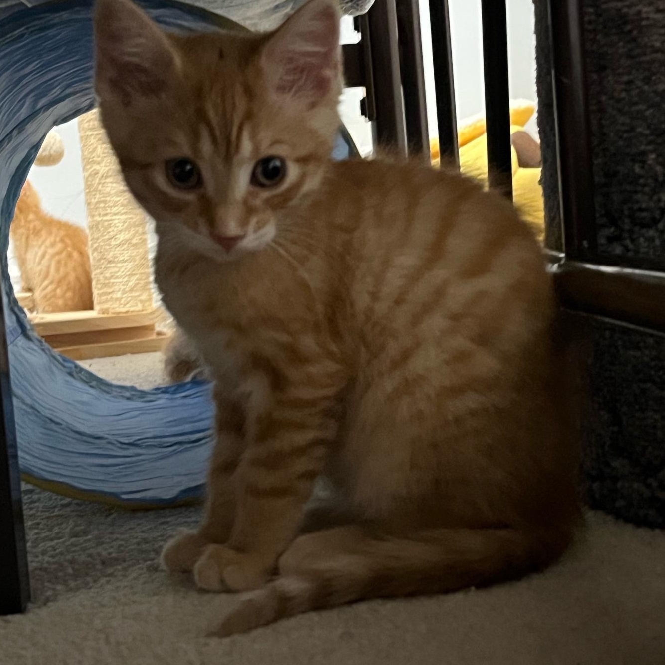 Mango (the Fruit Salad litter)