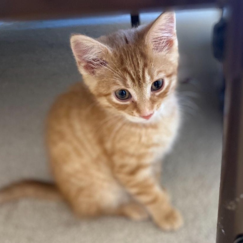 Mango (the Fruit Salad litter)