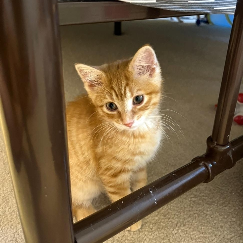 Mango (the Fruit Salad litter)