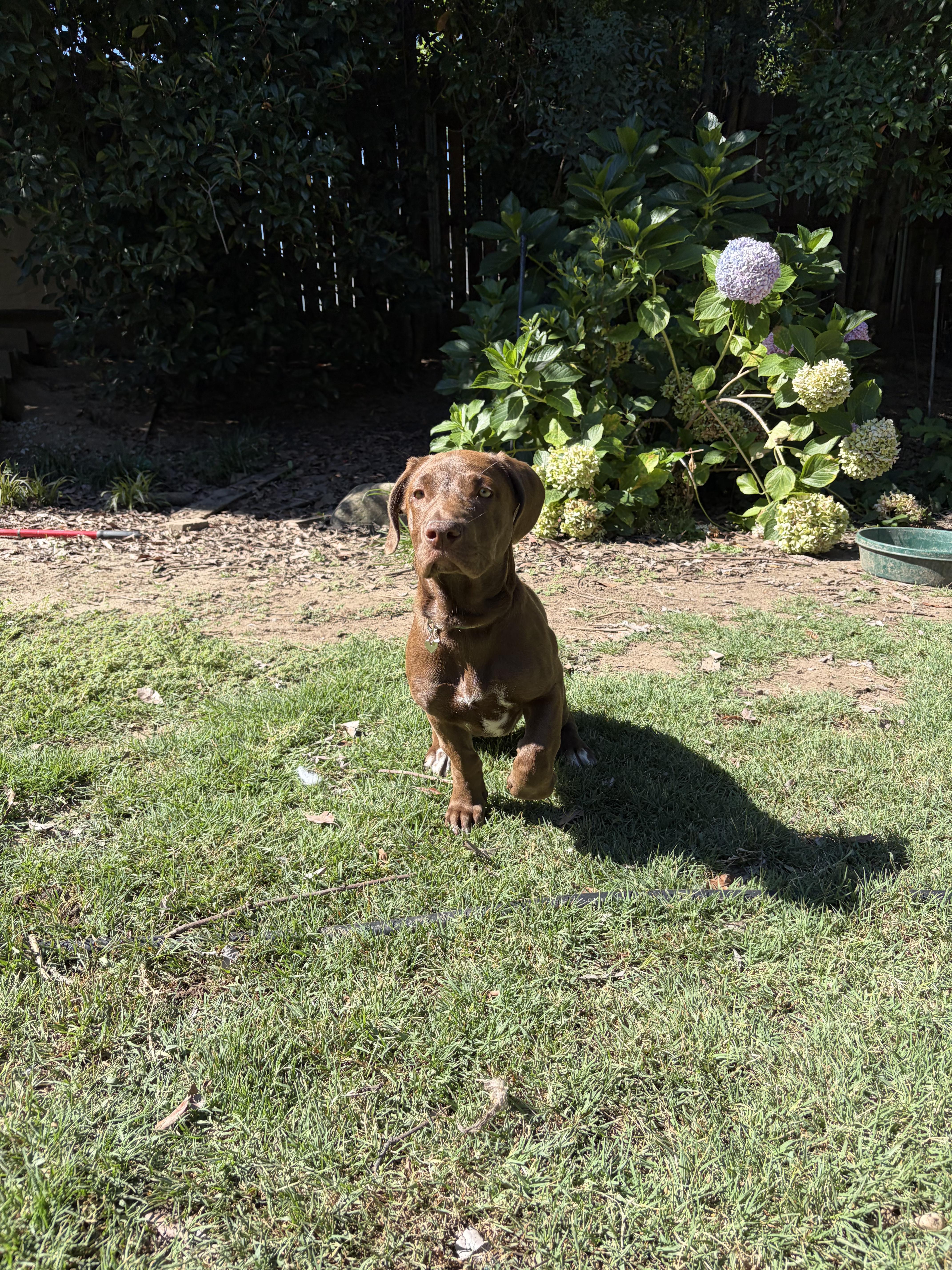 Lovey, a ADOPTABLE mixed breed in Penryn, CA image 4/4