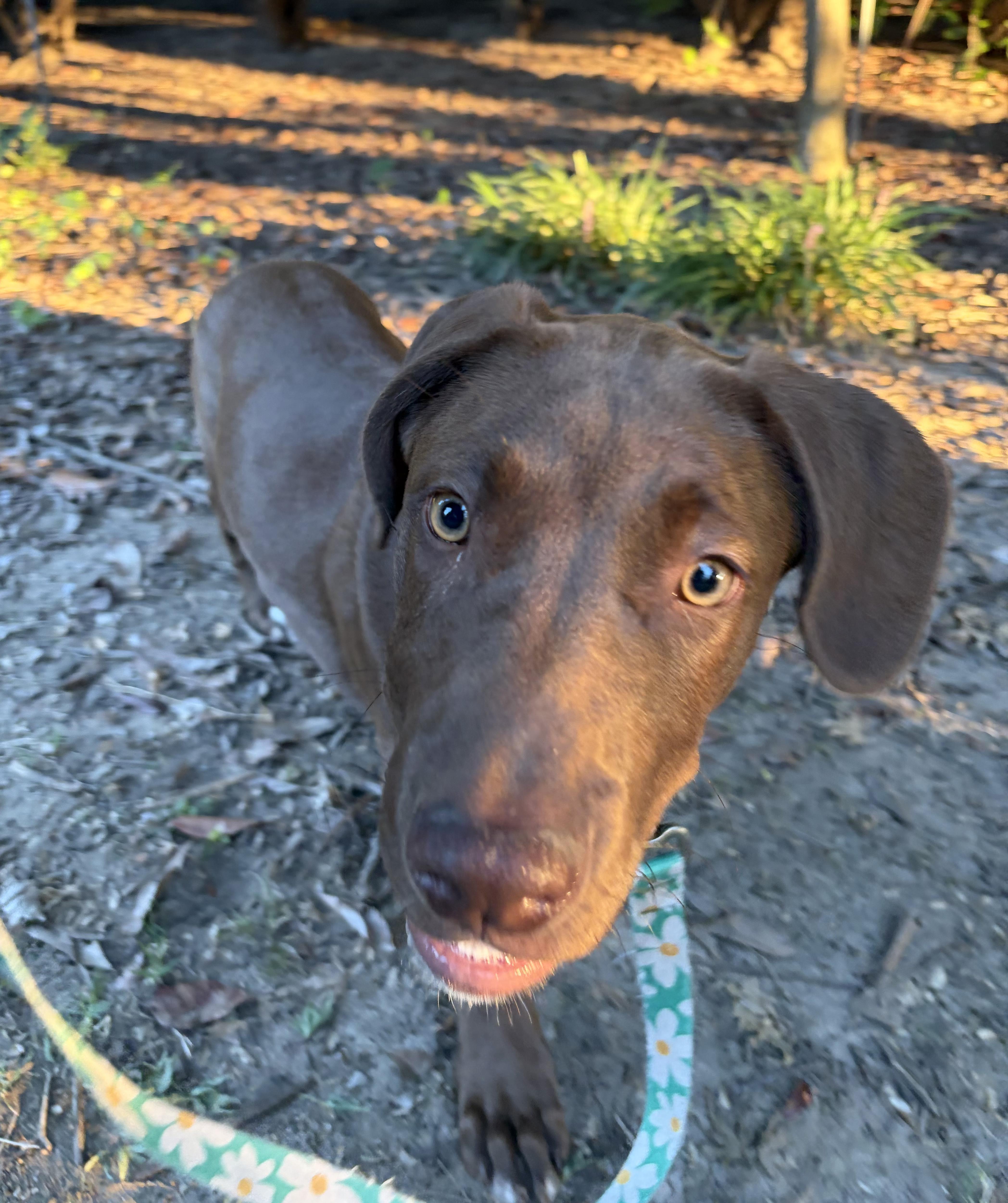 Lovey, a ADOPTABLE mixed breed in Penryn, CA image 3/4