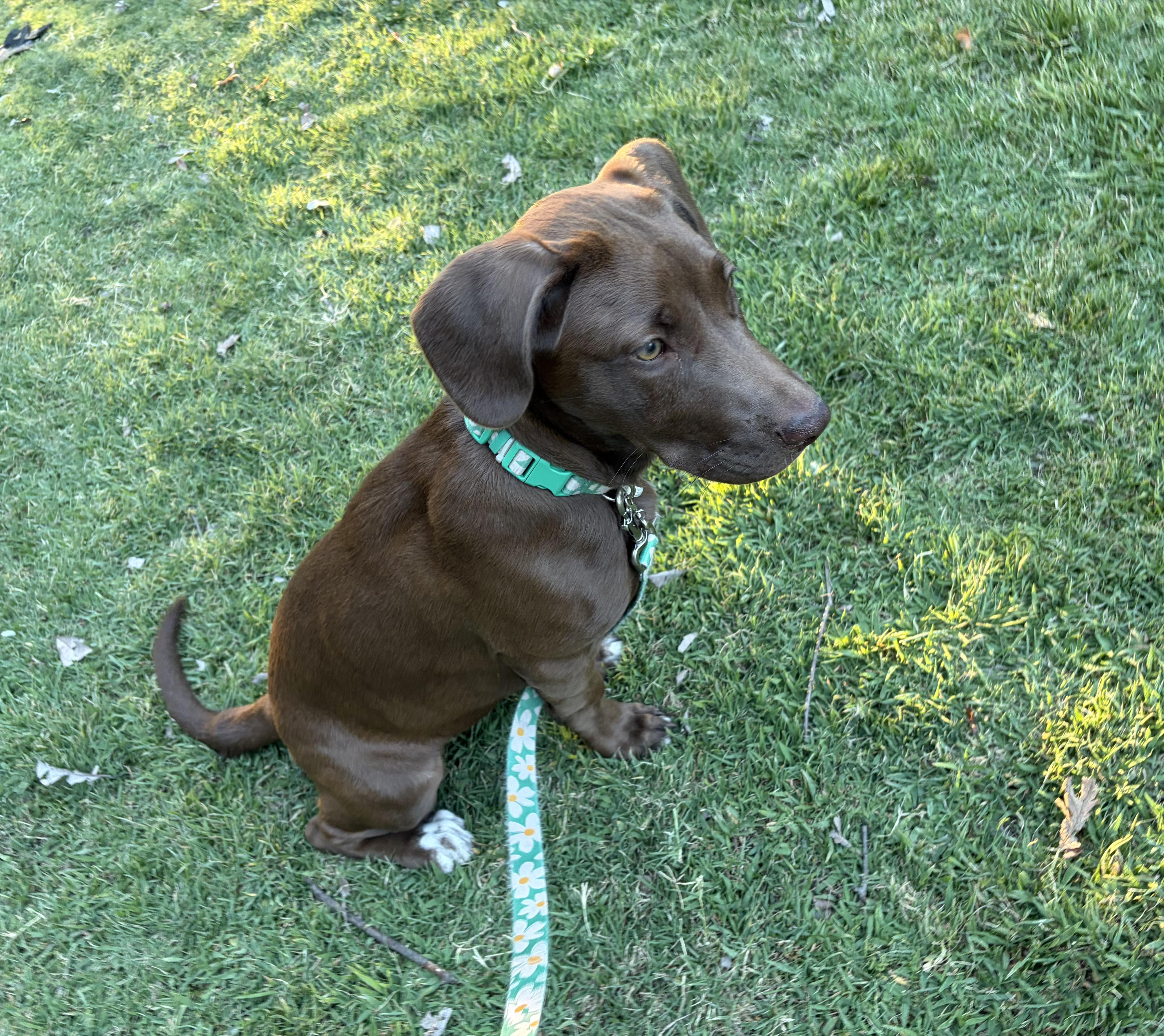 Lovey, ADOPTABLE, Puppy Female Labrador Retriever.