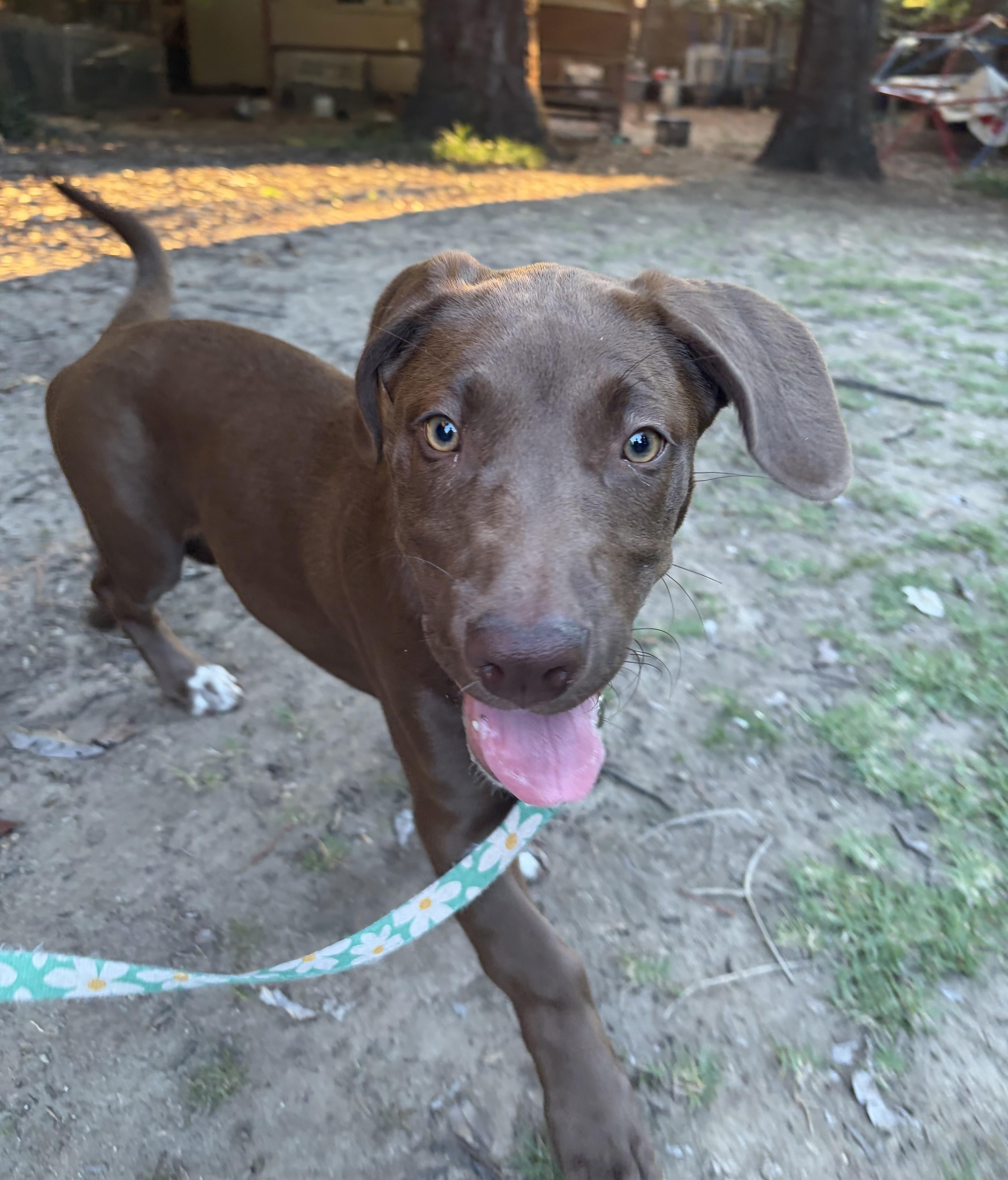 Lovey, a ADOPTABLE mixed breed in Penryn, CA image 2/4