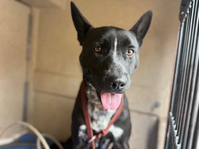 Enlarge ROBBIE, a Adoptable mixed breed in Palo Alto, CA image 1/1