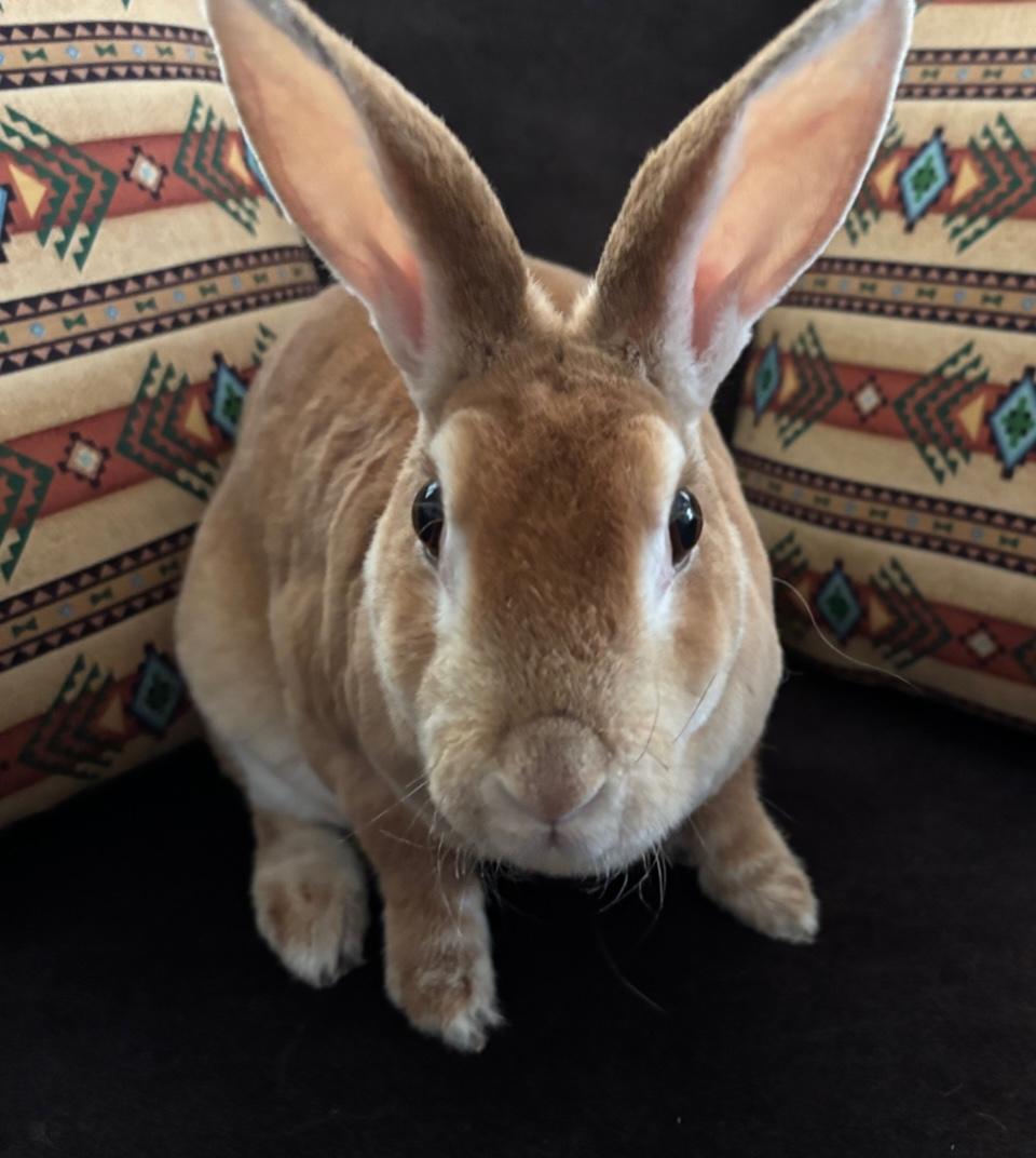 Posey, a Adopted Rex in Pittsburgh, PA image 1/5