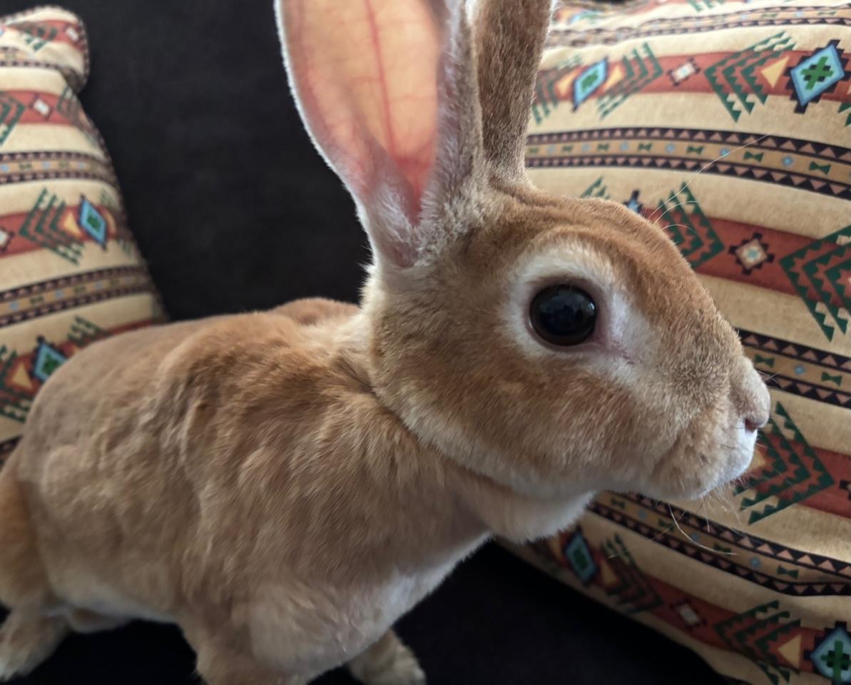 Posey, a Adopted Rex in Pittsburgh, PA image 2/5