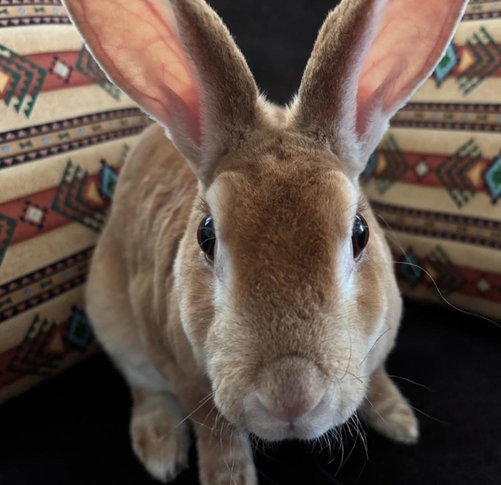 Posey, a Adopted Rex in Pittsburgh, PA image 3/5