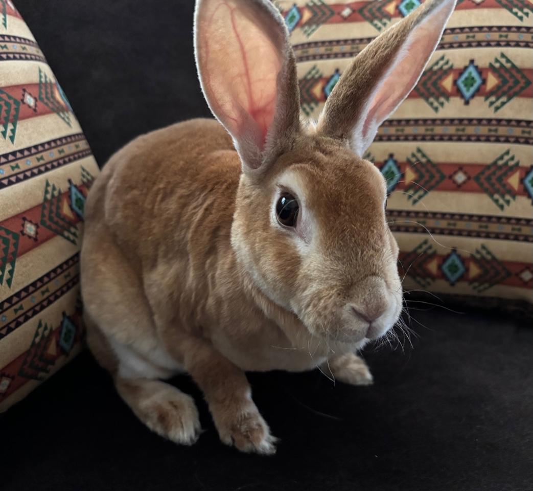 Posey, a Adopted Rex in Pittsburgh, PA image 4/5