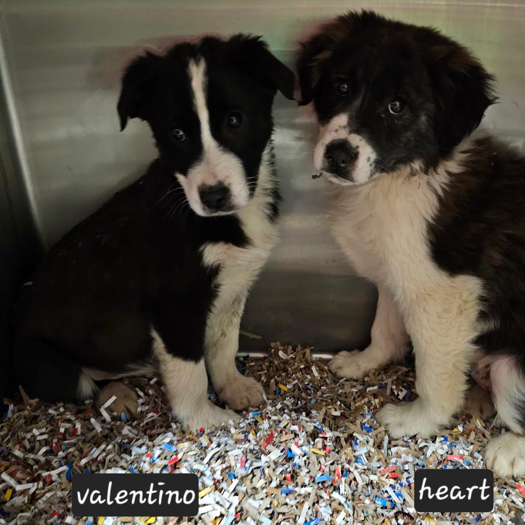 Enlarge M_Valentino, a Adoptable Mixed Breed in mount vernon, AR image 1/2