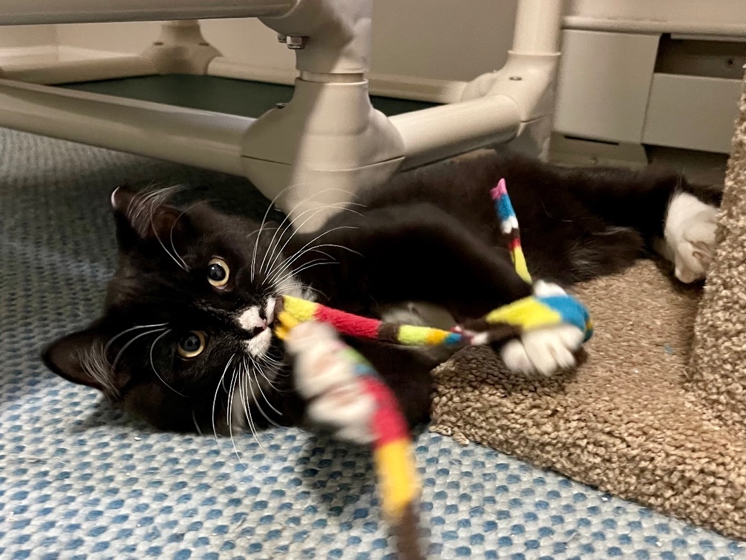 Pounce de Leon, Adopted, Kitten Male Domestic Medium Hair & Maine Coon.