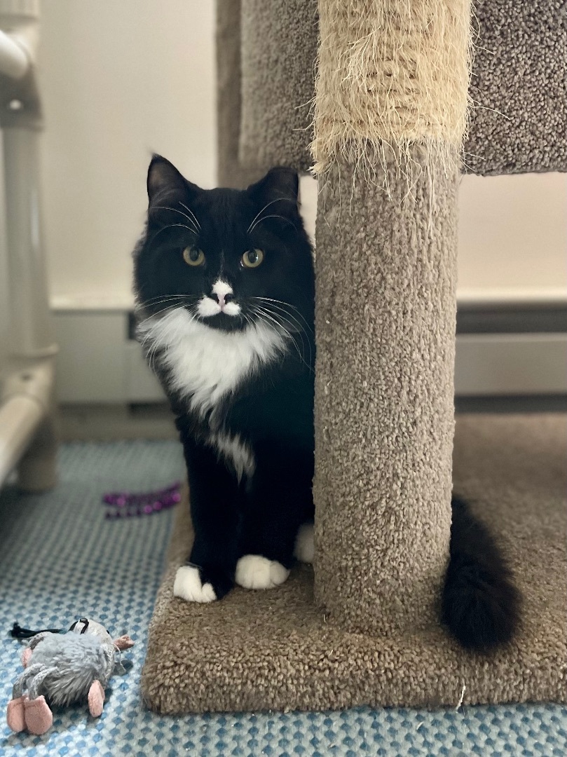 Pounce de Leon, a Adopted mixed breed in Salem, OH image 2/6