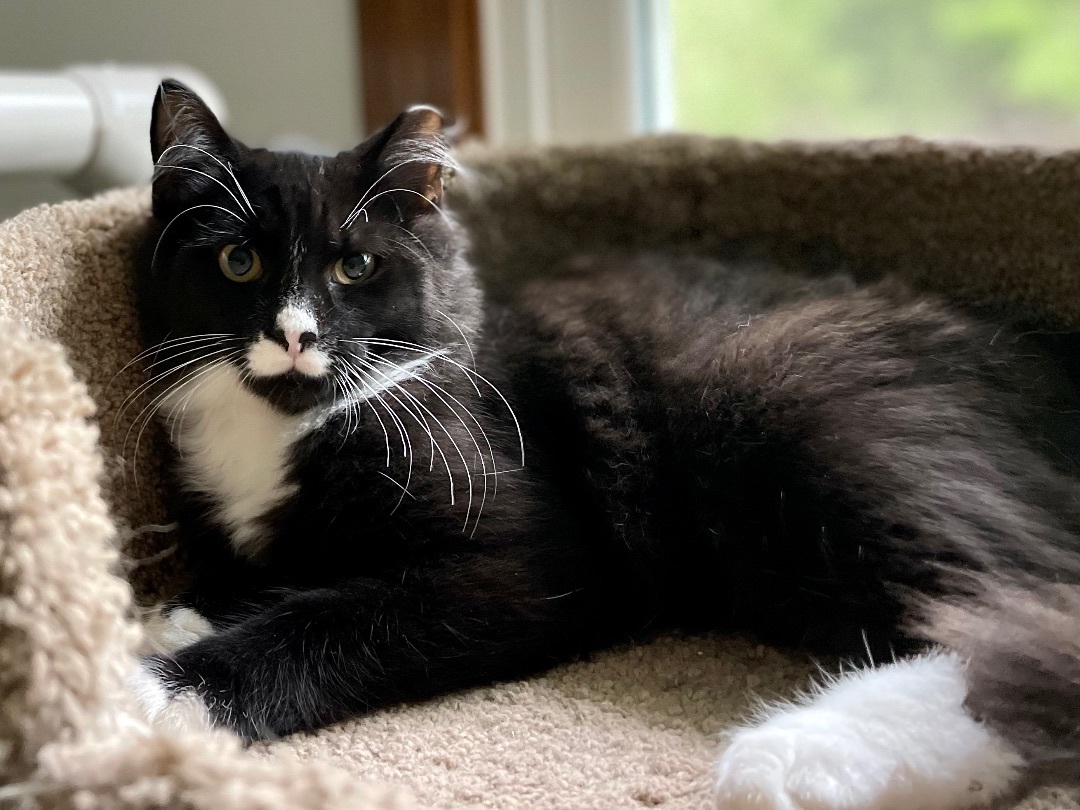 Pounce de Leon, a Adopted mixed breed in Salem, OH image 3/6