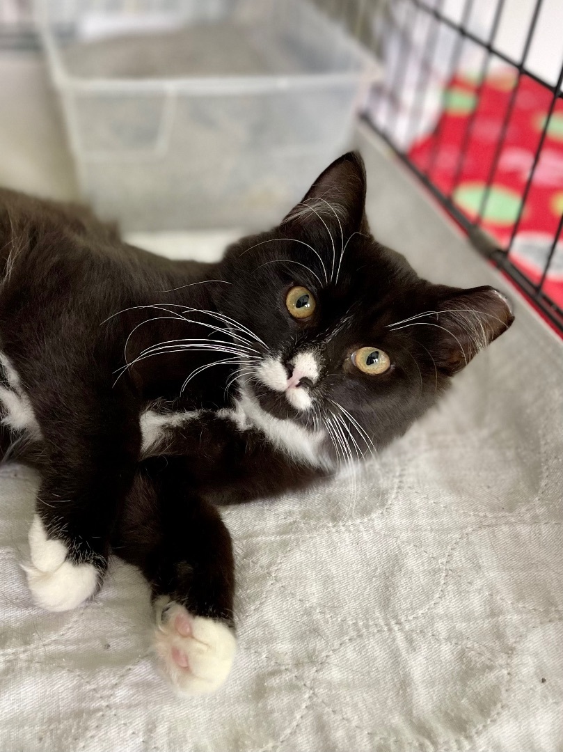 Pounce de Leon, a Adopted mixed breed in Salem, OH image 4/6