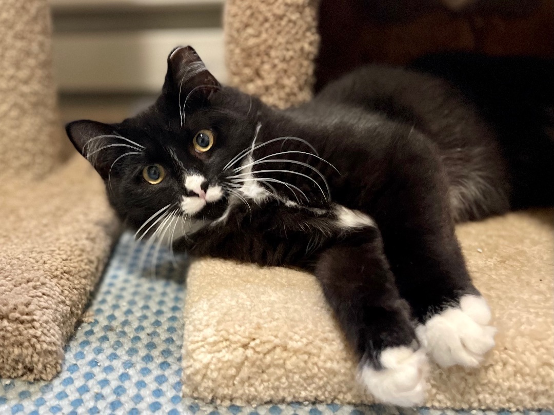 Pounce de Leon, a Adopted mixed breed in Salem, OH image 5/6