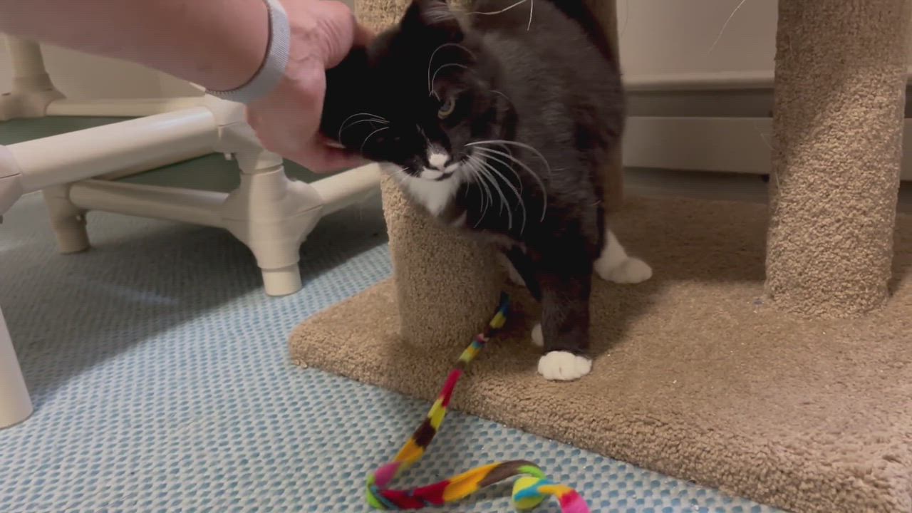 Enlarge Pounce de Leon, a Adopted mixed breed in Salem, OH video 6/6