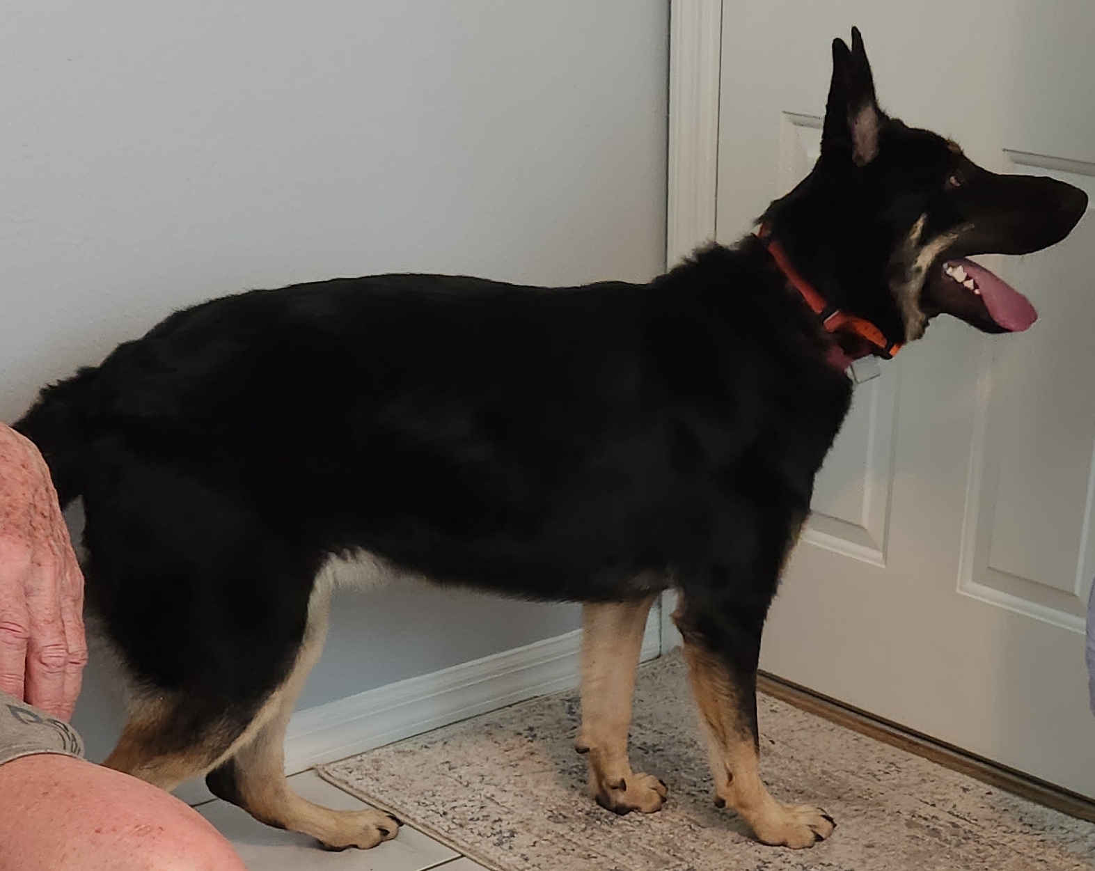 Sassy, Adopted, Puppy Female German Shepherd Dog.