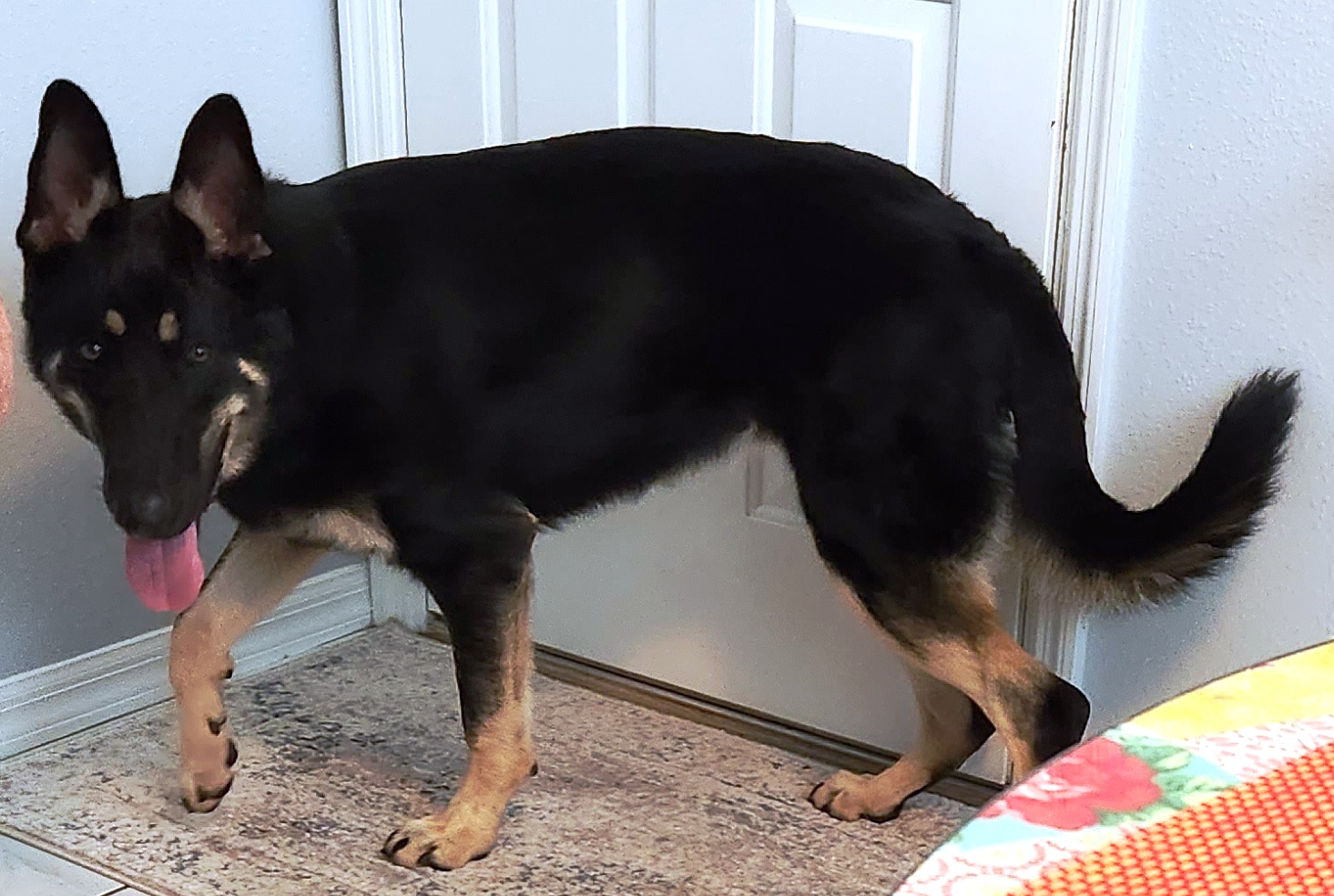 Enlarge Sassy, a Adopted German Shepherd Dog in Inverness, FL image 2/6