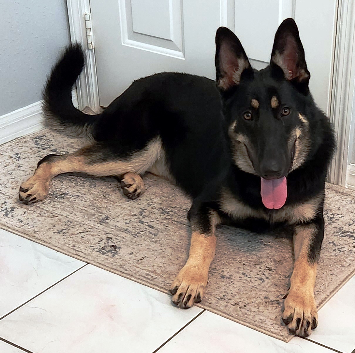 Enlarge Sassy, a Adopted German Shepherd Dog in Inverness, FL image 3/6