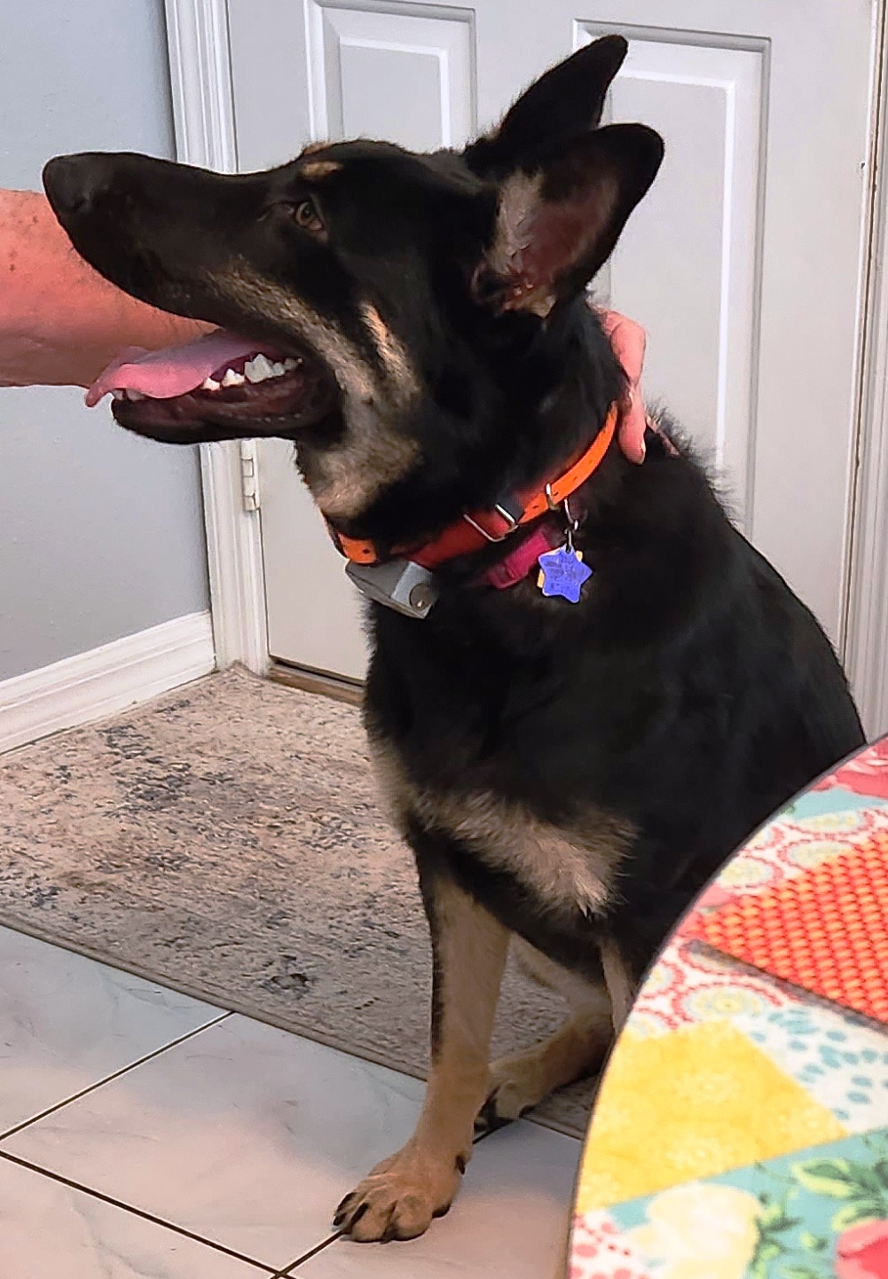 Enlarge Sassy, a Adopted German Shepherd Dog in Inverness, FL image 4/6