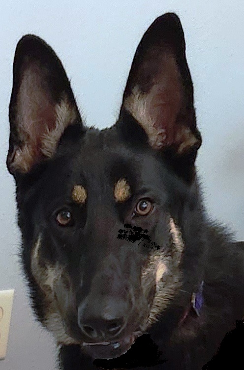 Enlarge Sassy, a Adopted German Shepherd Dog in Inverness, FL image 5/6