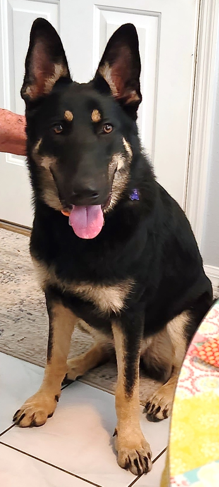 Enlarge Sassy, a Adopted German Shepherd Dog in Inverness, FL image 6/6