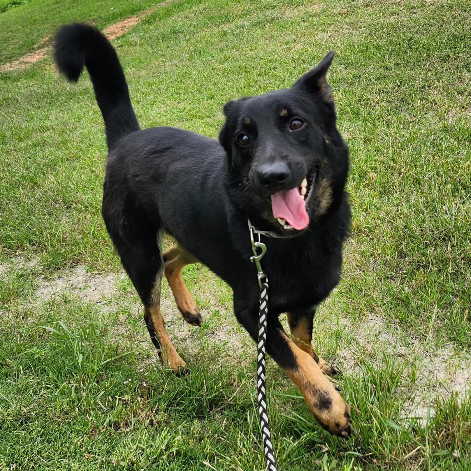 BOBBY, a Adoptable mixed breed in Weatherford, TX image 1/3