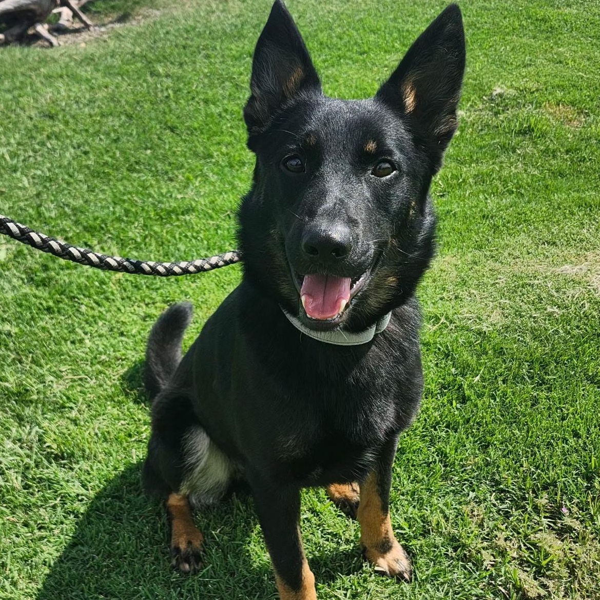 BOBBY, a Adoptable mixed breed in Weatherford, TX image 2/3