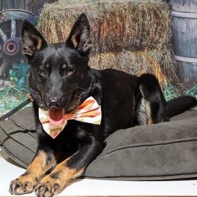 BOBBY, a Adoptable mixed breed in Weatherford, TX image 3/3