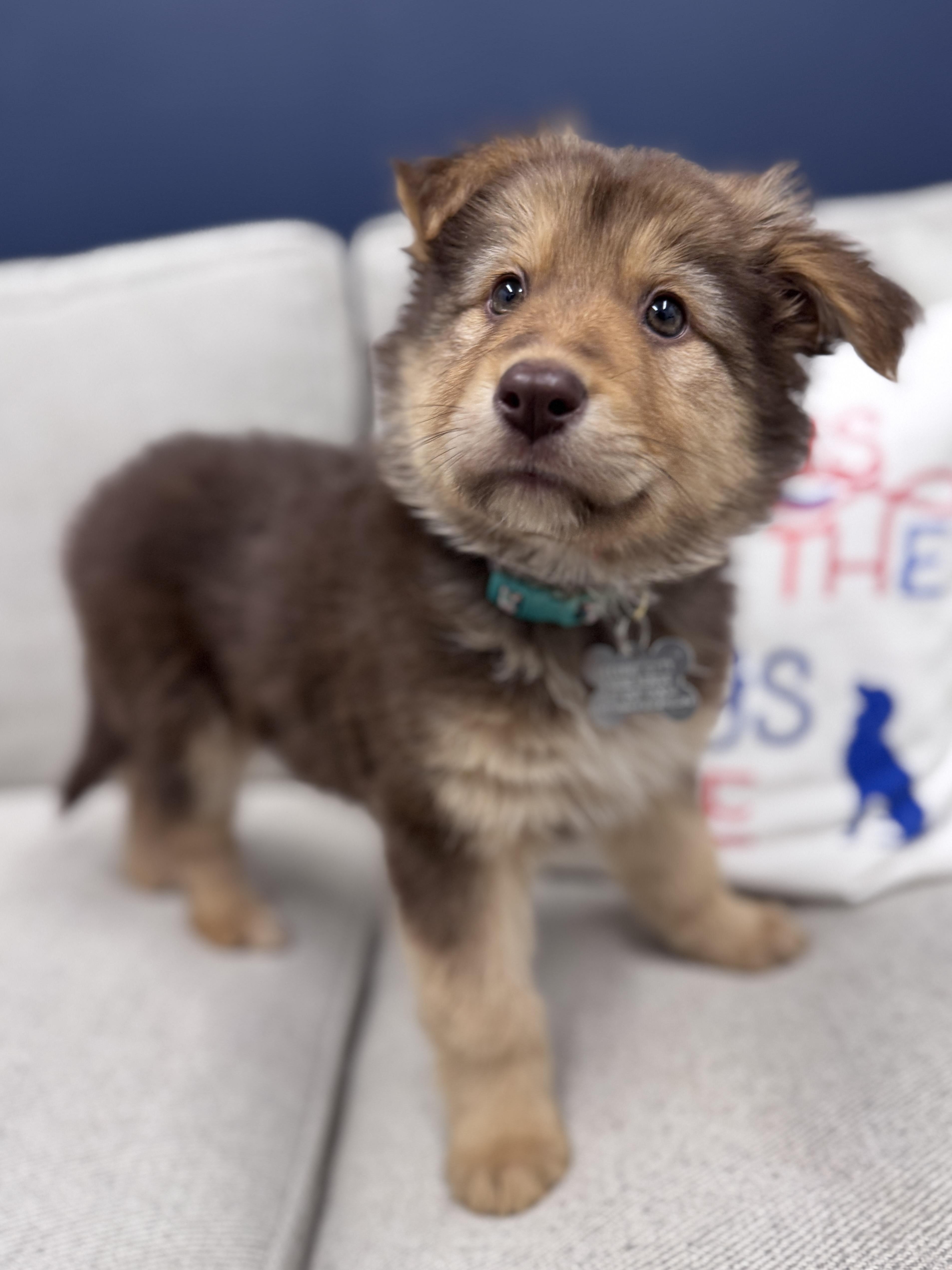 Enlarge Karo, an adoptable mixed breed in Palatine, IL image 3/6