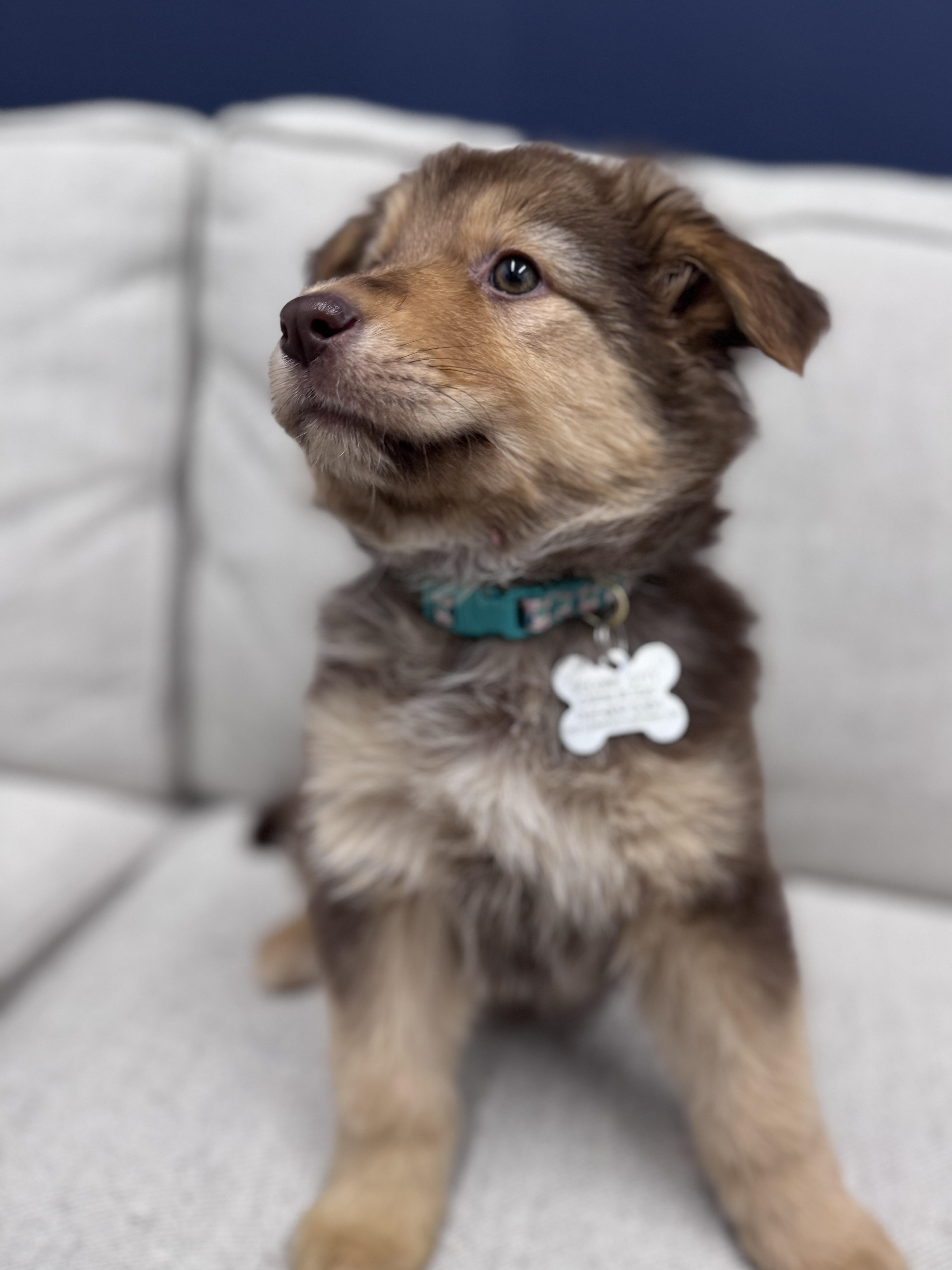 Enlarge Karo, an adoptable mixed breed in Palatine, IL image 4/6