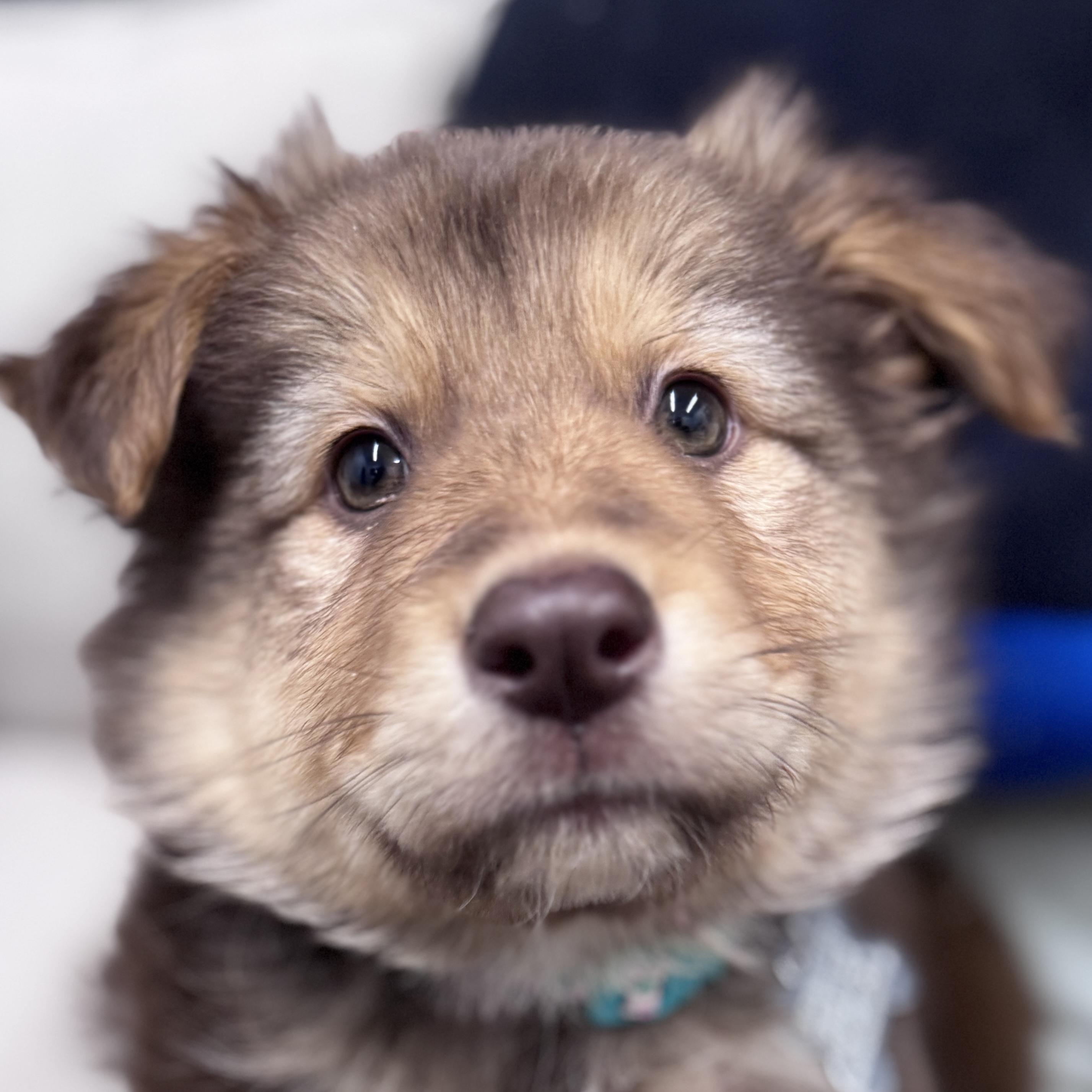 Enlarge Karo, an adoptable mixed breed in Palatine, IL image 1/6