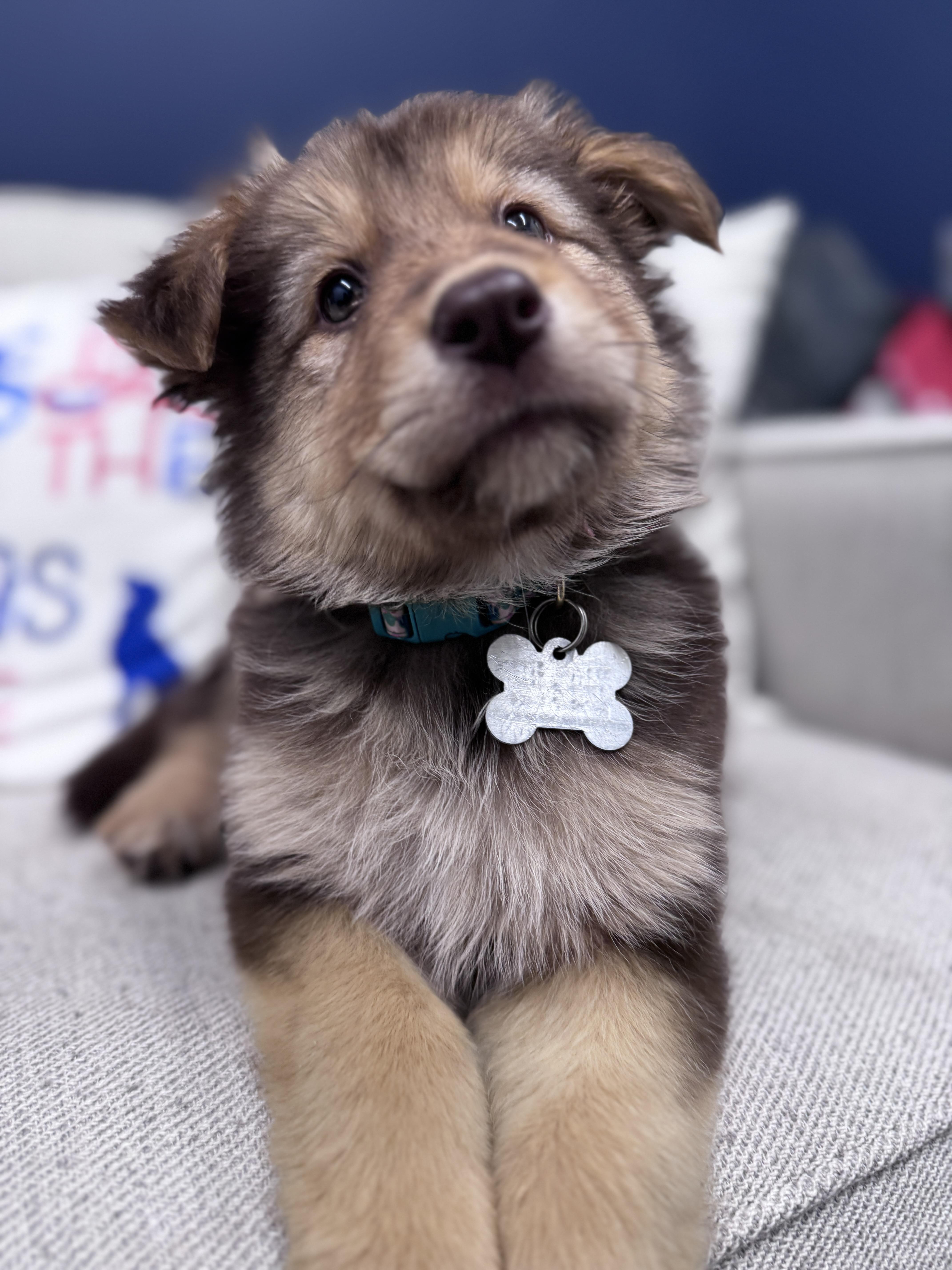 Enlarge Karo, an adoptable mixed breed in Palatine, IL image 5/6