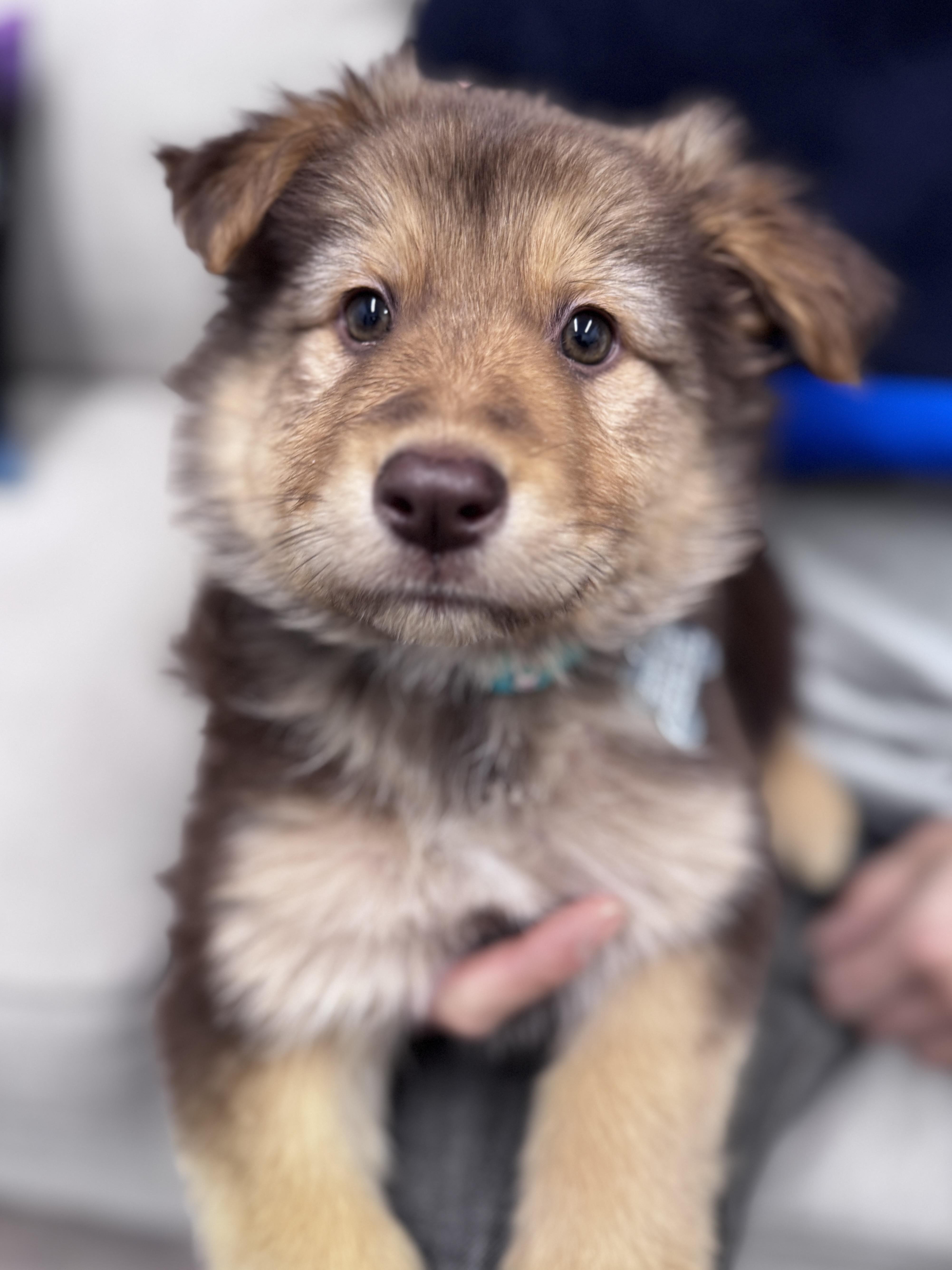 Enlarge Karo, an adoptable mixed breed in Palatine, IL image 2/6