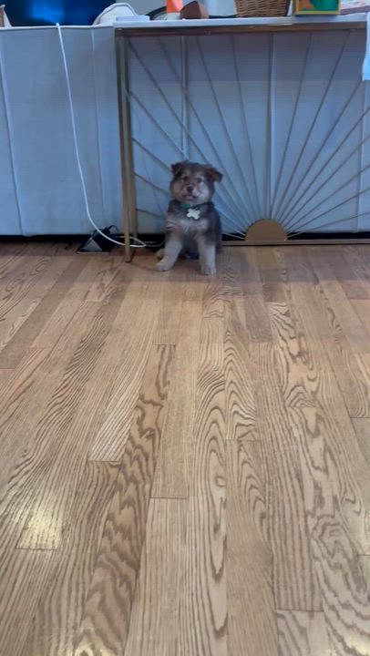 Enlarge Karo, an adoptable mixed breed in Palatine, IL video 6/6