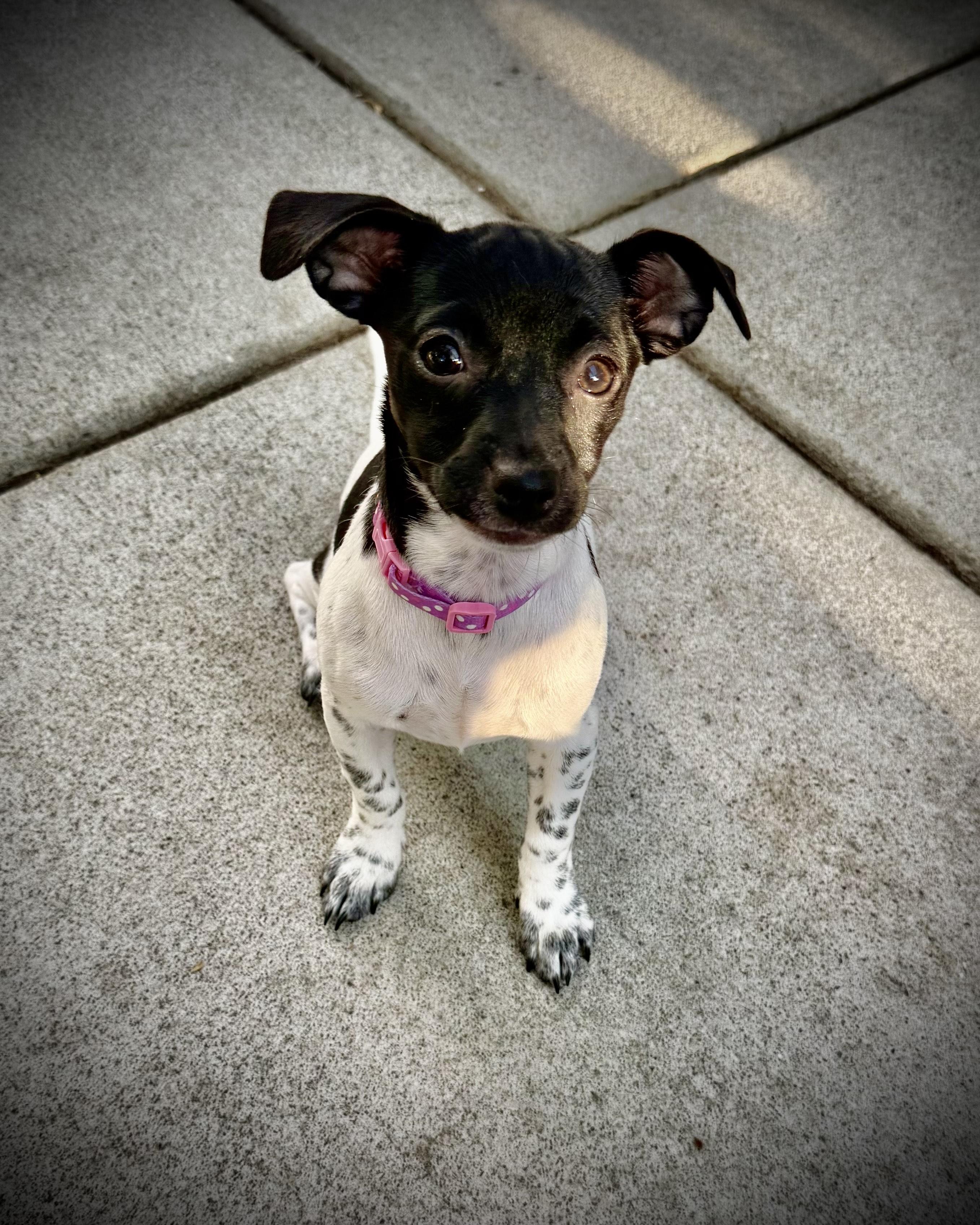 Blossom, a Adopted mixed breed in Oakley, CA image 2/3