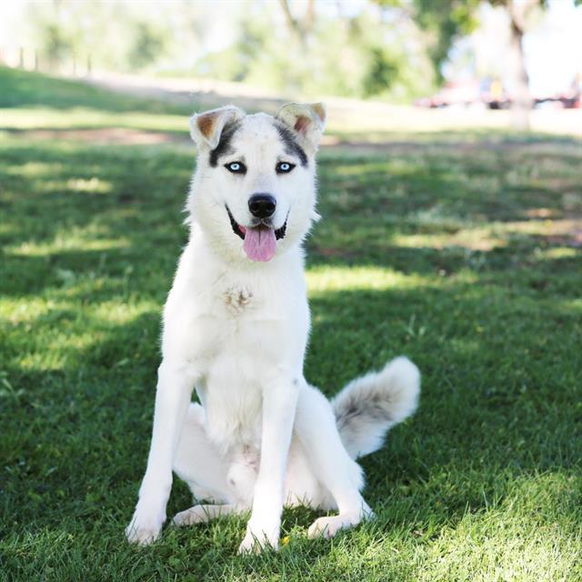 Enlarge ROBIN, a Adoptable mixed breed in Albuquerque, NM image 1/1