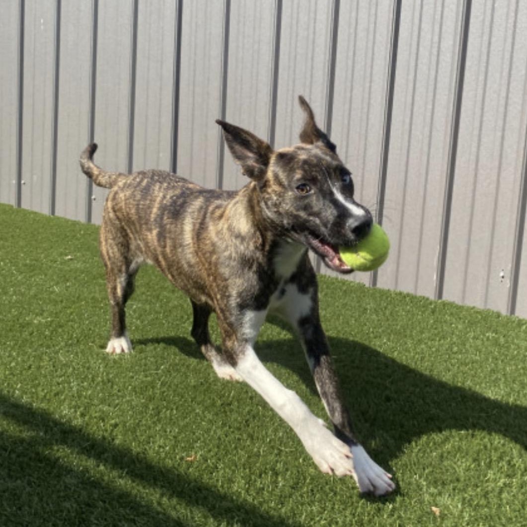 Enlarge Andi, a Adoptable mixed breed in Glenolden, PA image 3/6