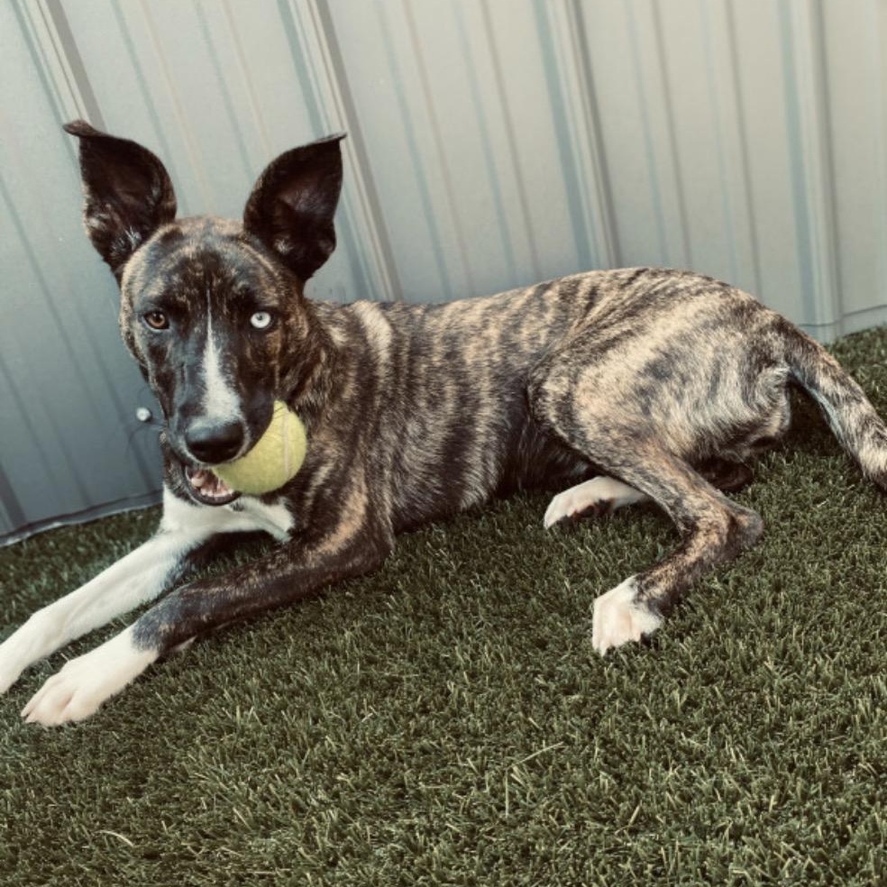Andi, Adoptable, Puppy Female Border Collie & German Shepherd Dog.
