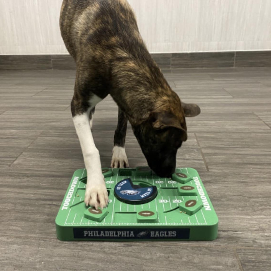 Enlarge Andi, a Adoptable mixed breed in Glenolden, PA image 5/6